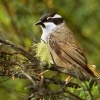 Kystracek tasmansky - Melithreptus validirostris - Strong-billed Honeyeater o3332
